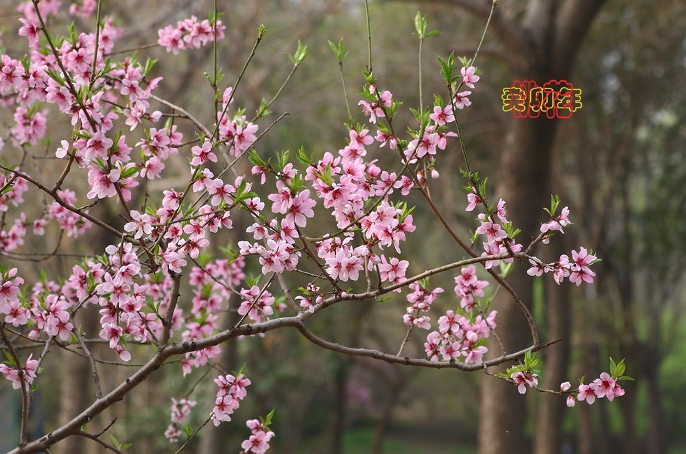 桃花论坛最新动态，探索前沿话题，展现独特魅力