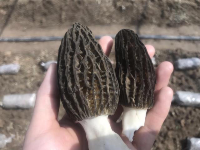 蛋氨酸最新价格动态与影响因素深度解析