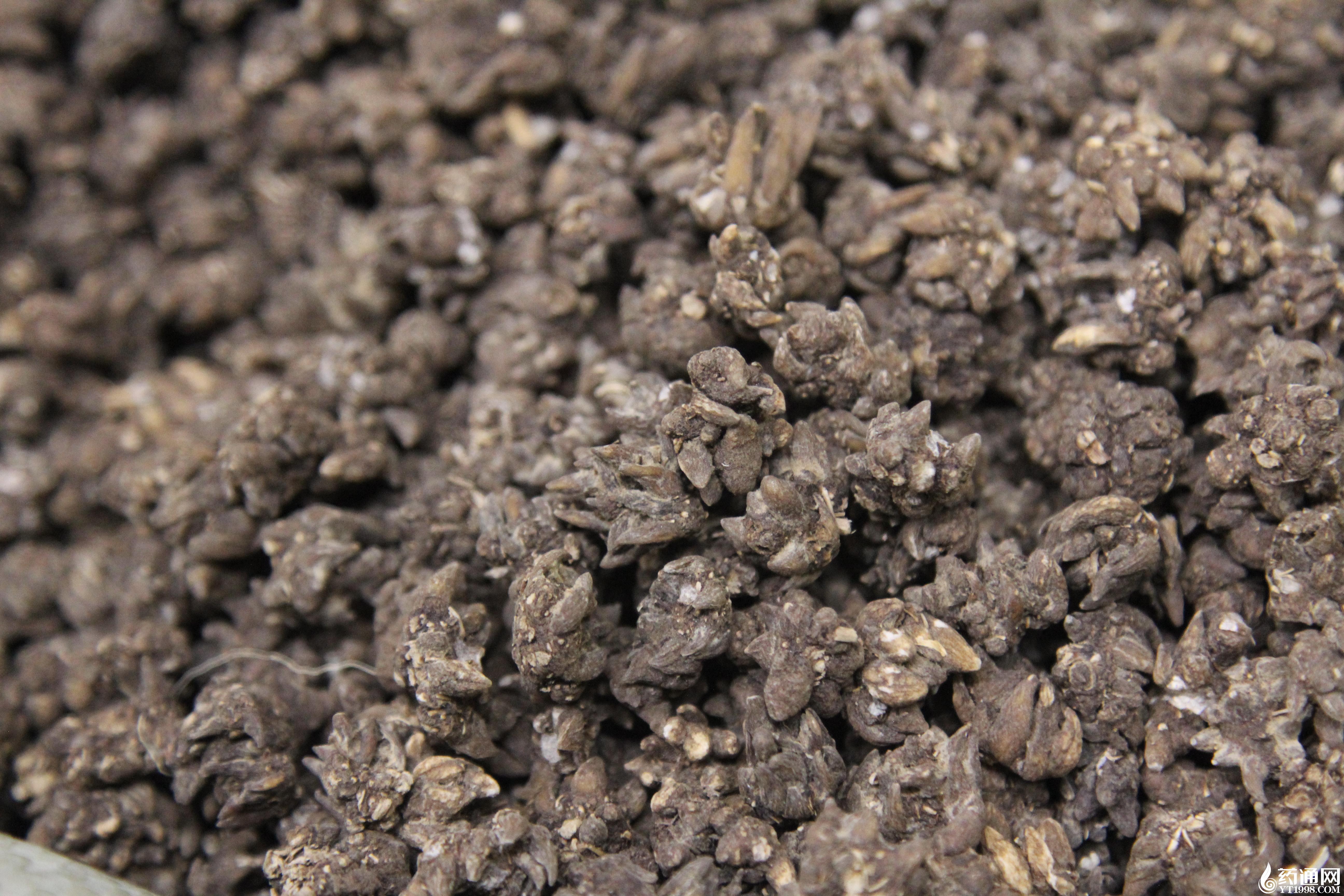 猫爪草最新价格动态与深度市场分析